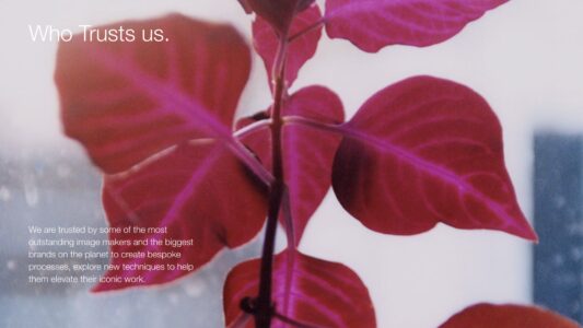 A delicate plant with vibrant pinkish-red leaves sits against a softly blurred background. The leaves feature intricate vein patterns, accentuated by gentle light filtering through them. The plant's stem is thin and upright, branching out to support the vivid foliage. Subtle colored shadows create a dreamy, ethereal atmosphere, blending with soft blue and gray hues in the background.