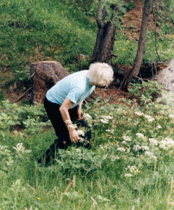 An elderly person with white hair bends over in a lush, green meadow filled with wildflowers. They wear a light blue shirt and dark pants. In the background, there are trees, a large tree stump, and various plants, creating a serene, natural setting. The person seems engaged in examining or picking flowers amidst the peaceful surroundings.