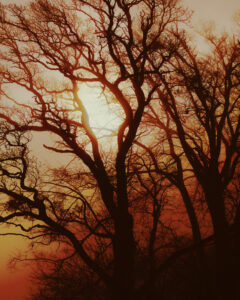 Silhouetted against a vivid, warm sunset, a cluster of leafless trees extends their intricate, twisting branches skyward. The glowing sun filters through the tangled network, casting dramatic shadows and enriching the deep red and orange hues. The scene conveys a blend of serenity and mystery, capturing a tranquil moment between day and night in a natural setting.
