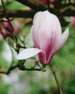 A delicate magnolia blossom unfurls its soft pink and white petals against a blurred background of lush greenery. Dewdrops cling to the flower, adding a fresh and natural touch. The vibrant green leaves and sturdy branches create a lively contrast, enhancing the serene and tranquil atmosphere of the scene. This composition evokes a sense of renewal and beauty.
