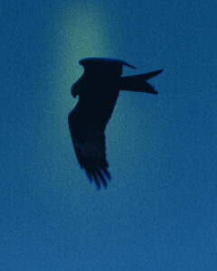 A silhouetted bird glides gracefully against a softly textured blue backdrop. The creature's wings are spread wide, capturing the essence of flight. The atmosphere is serene, with the bird's dark outline creating a striking contrast against the luminous sky. It evokes a sense of freedom and tranquility, centered on the bird's fluid motion through the expansive space.