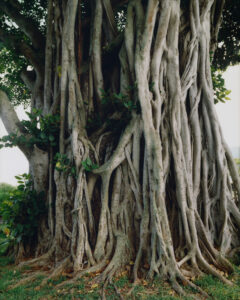 A dense network of intertwined roots envelops a massive tree trunk, creating an intricate, textured pattern. The roots, thick and twisted, extend into lush green foliage contributing to a sense of ancient strength. This natural formation exudes majesty and resilience, with small green leaves punctuating the earthy tones, set against a backdrop of grass and sky.