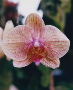 A delicate orchid with soft pink petals showcases intricate patterns of red veins. Its central part is striking, with vibrant purple and yellow hues. Water droplets gently cling to its surface, reflecting light and adding a fresh, dewy appearance. The background is softly blurred, highlighting the beauty and intricate details of the flower.