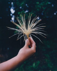 A hand delicately holds a unique, spiky flower with long, thin petals radiating outward. The background is a softly blurred, lush green foliage, suggesting a natural, tranquil setting. The petals' light color contrasts against the deep green, highlighting the flower's intricate details as it is suspended in mid-air, capturing a moment of serene beauty.