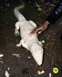 An albino crocodile rests partially submerged in murky water, surrounded by floating leaves and debris. A person's hand, adorned with long, embellished nails and rings, gently touches the reptile's back. The scene conveys an unexpected encounter between human and nature, accentuated by pieces of bread scattered around the wet, earthy surface. The atmosphere feels surreal and curious.