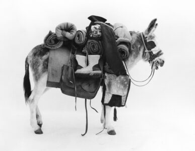 A donkey stands heavily laden with various items including blankets, rolled sleeping bags, and a pair of boots. Its head is turned slightly, sporting a bridle, and it's set against a neutral background. The assortment of belongings carried on the donkey suggests a journey or adventure, with a practical yet haphazard arrangement of gear and supplies.