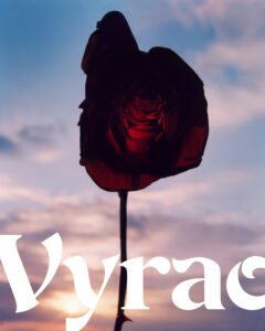 A striking red rose is silhouetted against a dramatic sky, capturing a sense of contrast between the deep crimson petals and the soft hues of dusk. The background features a blend of gentle blues and warm oranges, suggesting a serene, yet intense atmosphere. The rose, intricately detailed, stands tall, evoking elegance and timeless beauty.