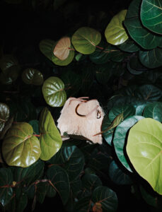 Large, glossy green leaves densely cover the scene, creating a lush backdrop. Among the leaves, a small, light brown thatched object is nestled, partially illuminated. The texture of the leaves contrasts with the coarse surface of the object. The lighting highlights the veins of the foliage, casting soft shadows and giving depth to the composition.